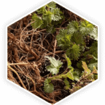 Prostate Supplements Nettle Root
